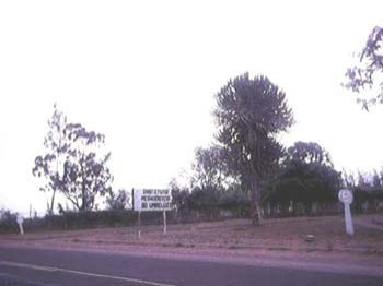 boane21